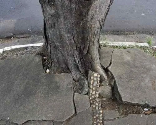 uplift-from-tree-roots